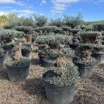 Olivovník európsky (Olea europaea) ´ARBEQUINA´ - výška 100-120 cm, kont. C130L - PONPON (-12°C)